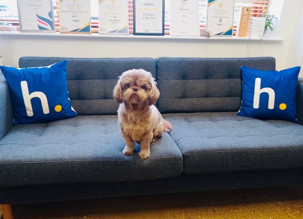 A dog is sitting on the office sofa.