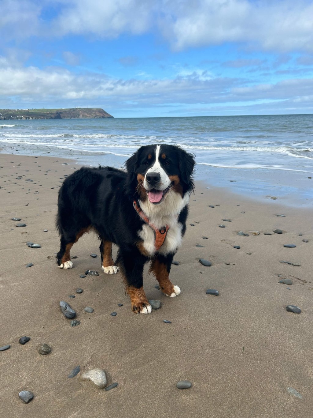 A dog is standing on a beach. The sea is creating gentle waves in the background.