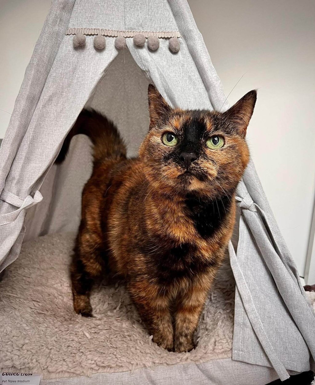 A cat is standing on a cushion in a tent.